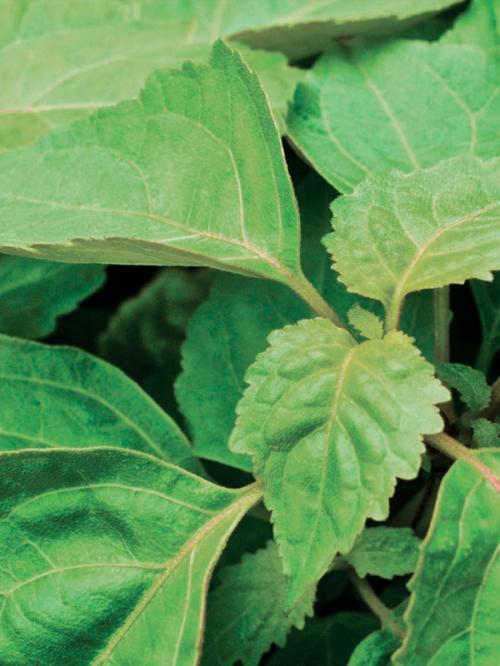 MENTA ACEITE ESENCIAL 