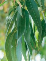EUCALIPTO ACEITE ESENCIAL 