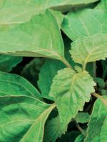 MENTA ACEITE ESENCIAL 